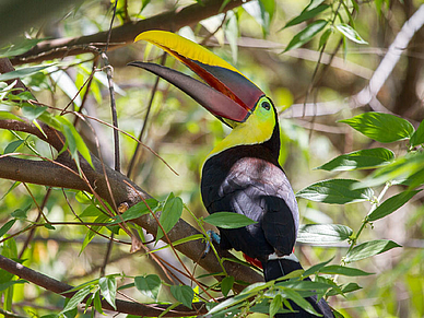 Tukan Costa Rica, Spanisch Sprachreisen für Erwachsene Costa Rica