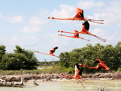 Beeindruckende Tierwelt, Playa del Carmen, Spanisch Sprachreisen für Erwachsene nach Mexiko