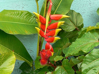 Beeindruckende Flora, Spanisch Sprachschule in Playa Jacó