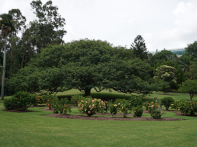 Botanischer Garten Brisbane, Englisch Sprachreisen für Erwachsene