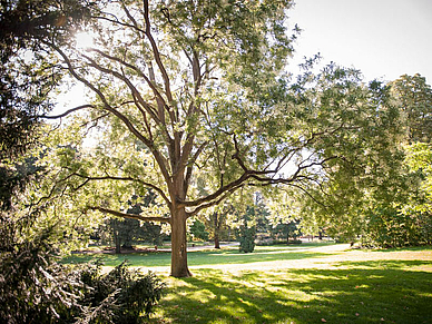 Park in Vichy, Französisch Sprachreisen für Erwachsene