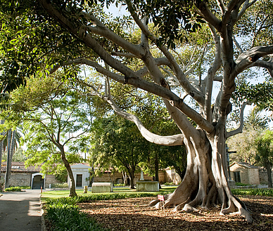 Park in Santa Barbara, Englisch Sprachreisen für Erwachsene