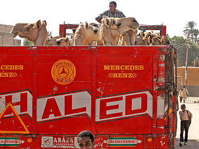 Kameltransport, Arabisch Sprachreisen für Erwachsene